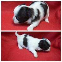 3 femelles chihuahua poils longs à réserver #10