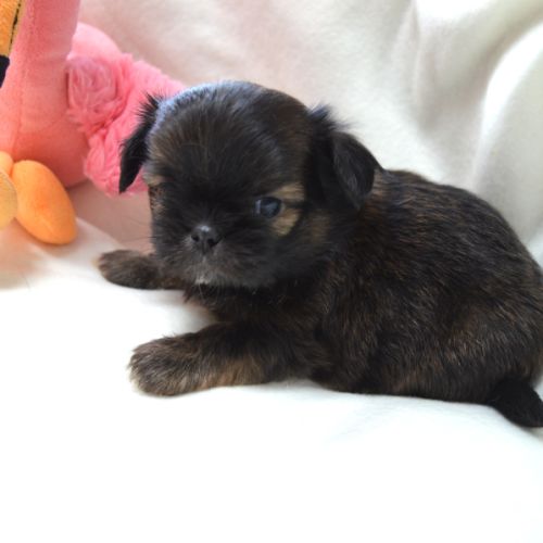 Chihuahua x shih tzu à réserver #2