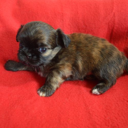 Chihuahua x shih tzu à réserver #4