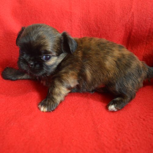 Chihuahua x shih tzu à réserver #5
