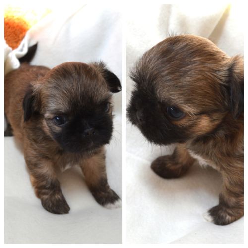 Chihuahua x shih tzu à réserver #6
