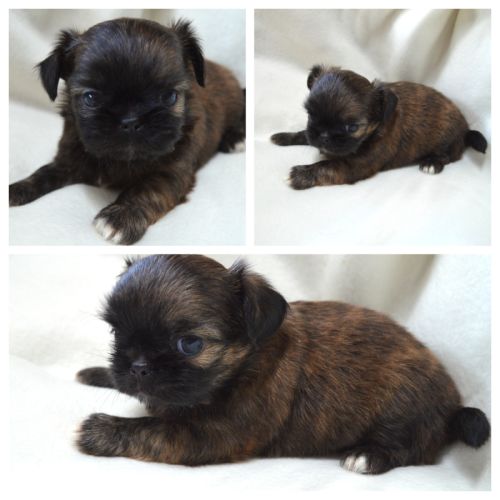 Chihuahua x shih tzu à réserver #8