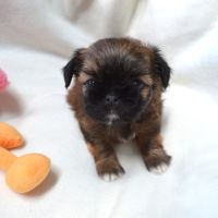 Chihuahua x shih tzu à réserver #1