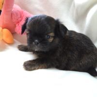 Chihuahua x shih tzu à réserver #2
