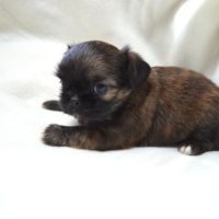 Chihuahua x shih tzu à réserver