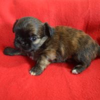 Chihuahua x shih tzu à réserver #4