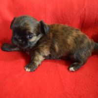 Chihuahua x shih tzu à réserver #5