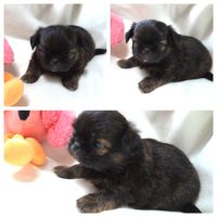 Chihuahua x shih tzu à réserver #7