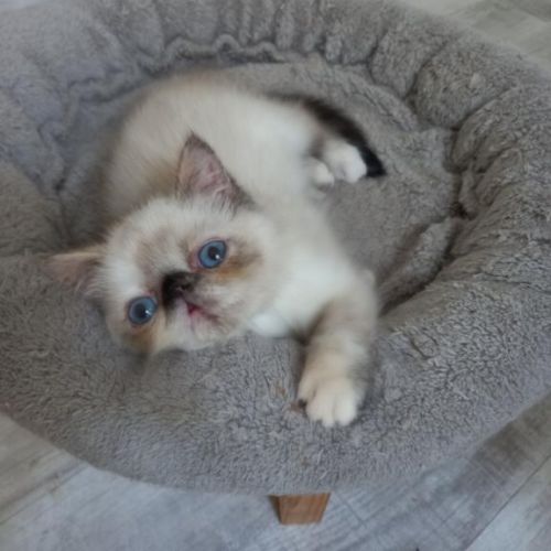 Femelle exotic shorthair (persan poil court) #1