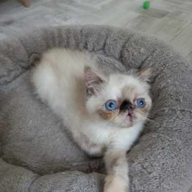 Femelle exotic shorthair (persan poil court) #2