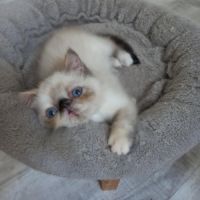 Femelle exotic shorthair (persan poil court) #1