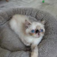 Femelle exotic shorthair (persan poil court) #2