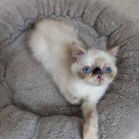 Femelle exotic shorthair (persan poil court) #3