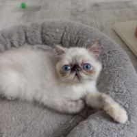 Femelle exotic shorthair (persan poil court) #0