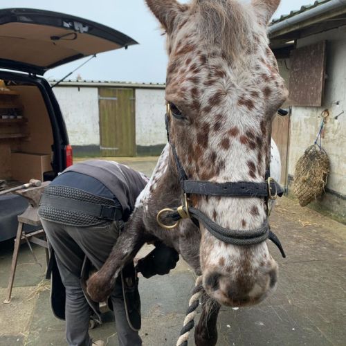 Magnifique jument appaloosa de 11 ans #1