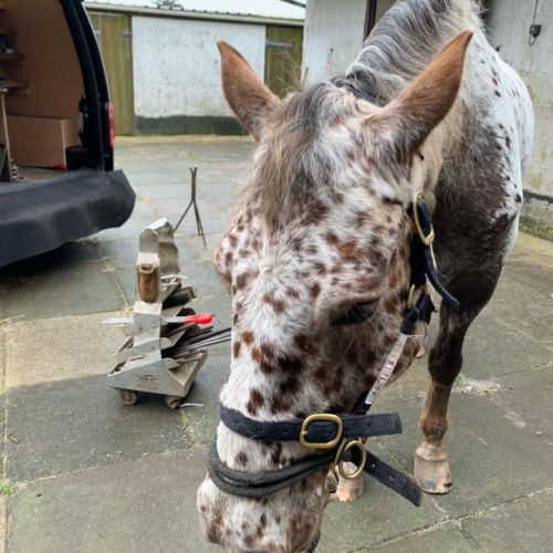 Magnifique jument appaloosa de 11 ans