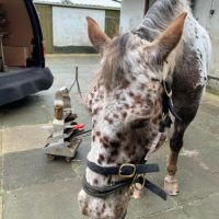 Magnifique jument appaloosa de 11 ans #0