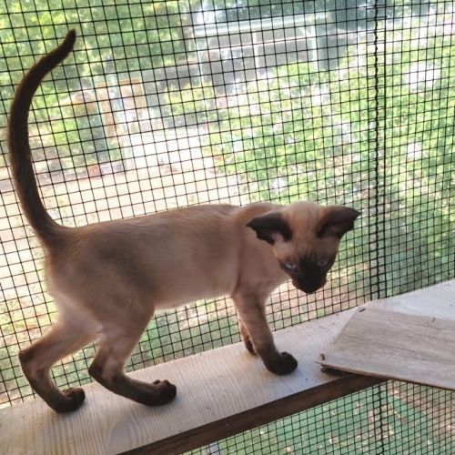 Chaton siamois à vendre #2