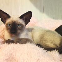 Chaton siamois à vendre #1