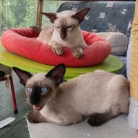 Chaton siamois à vendre #3