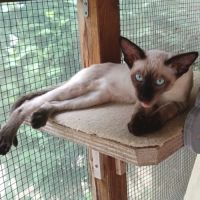 Chaton siamois à vendre #4