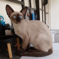 Chaton siamois à vendre