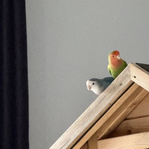 Couple d’inséparables eam