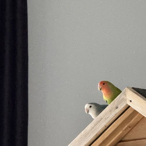 Couple d’inséparables eam #4