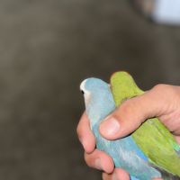 Couple d’inséparables eam #1