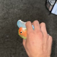 Couple d’inséparables eam #2