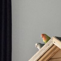 Couple d’inséparables eam #4