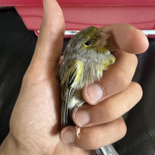 Couple de canaris reproducteur #1