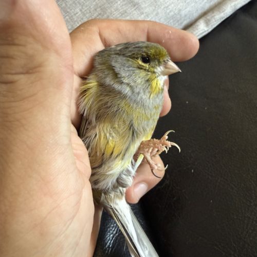 Couple de canaris reproducteur #2