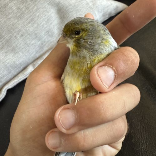 Couple de canaris reproducteur #4