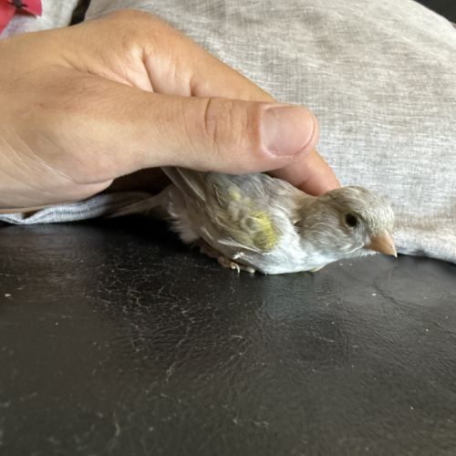 Couple de canaris reproducteur #6