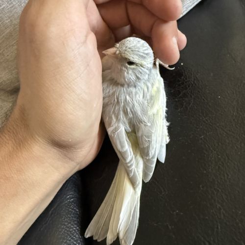 Couple de canaris reproducteur #7