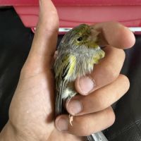 Couple de canaris reproducteur #1