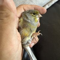 Couple de canaris reproducteur #2