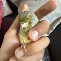 Couple de canaris reproducteur #3