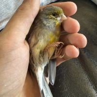 Couple de canaris reproducteur #5