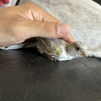 Couple de canaris reproducteur #6