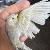 Couple de canaris reproducteur