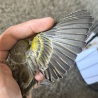 Couple de canaris reproducteur #9