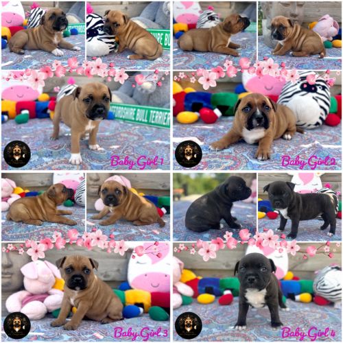 Chiot staffordshire bull-terrier (staffy, staffie)