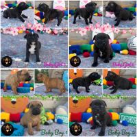 Chiot staffordshire bull-terrier (staffy, staffie) #1