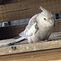 Oiseau de volière de 6 mois