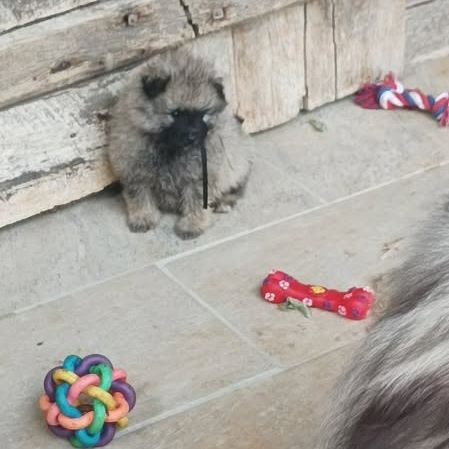 Magnifique portée lof de 8 spitz-loups #1