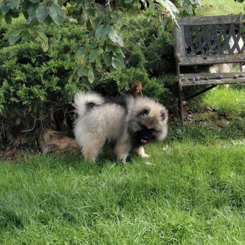 Magnifique portée lof de 8 spitz-loups #0