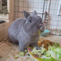 Oreo un petit ronchon au grand coeur