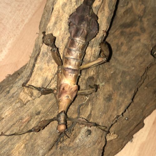 Phasme scorpion / extatosoma tiaratum #2